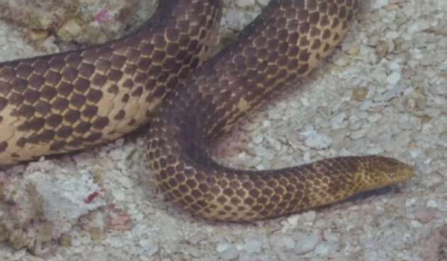 Serpiente marina