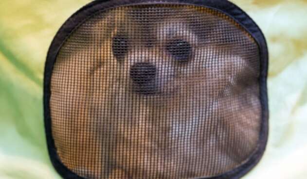 Perro chihuahua - referencia