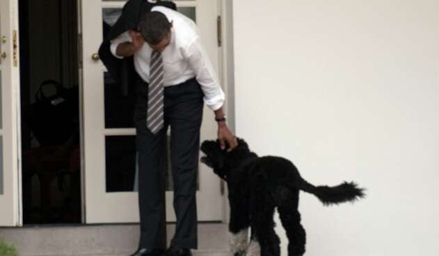 Falleció Bo, el perro de la familia Obama Falleció Bo, el perro de la familia Obama