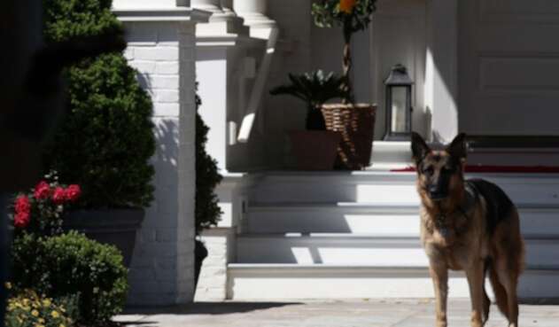 Champ, perro de Joe Biden