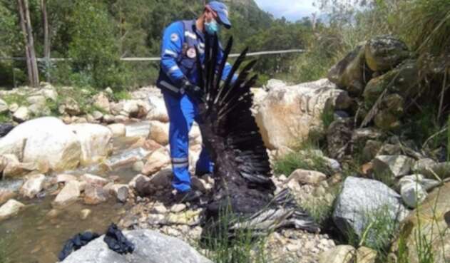 Condor muerto