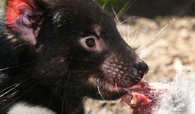 Demonio de Tasmania