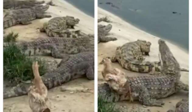 Pato se salva de ser comido por cocodrilos