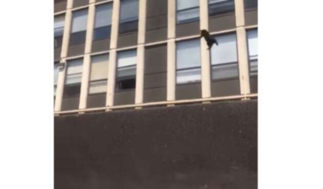 Gato saltó de quinto piso en llamas