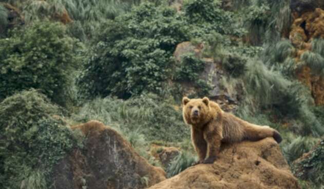 Oso pardo