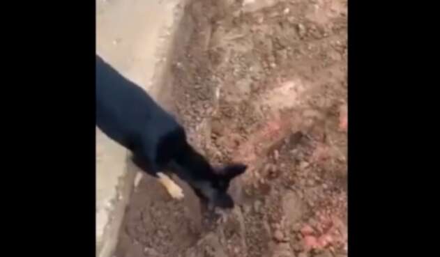 Perro delata caleta de su amo narcotraficante