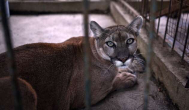 Puma Puma