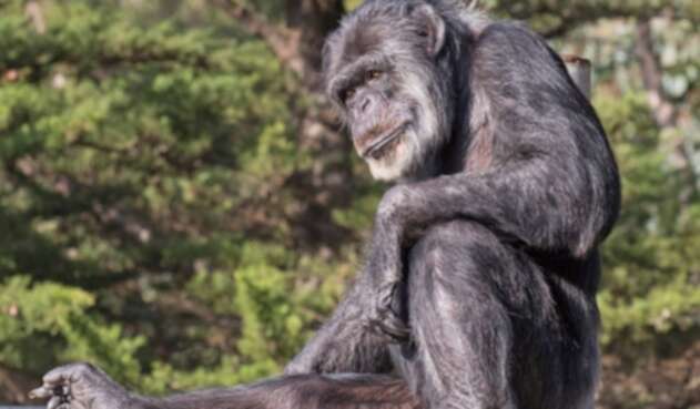 Cobby, el chimpancé más viejo
