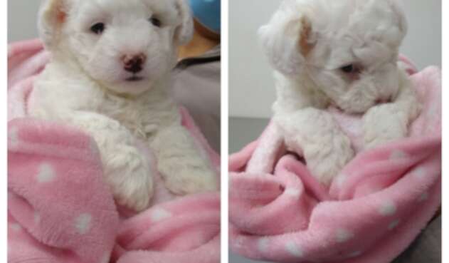 Cachorrita Molly