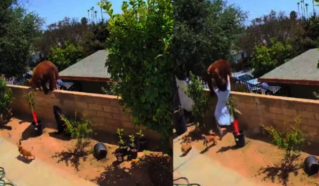 Mujer salva a sus perros de un oso
