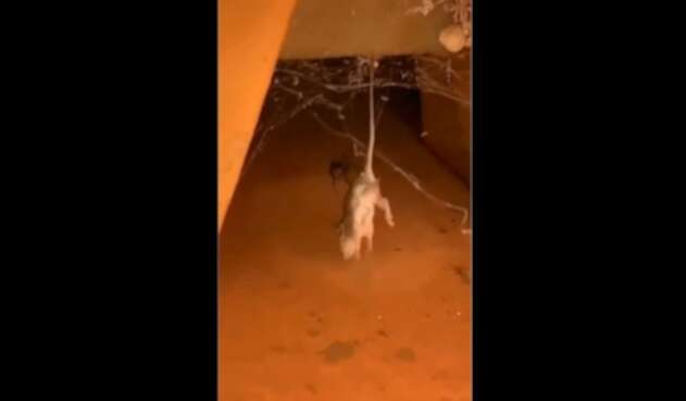 Ratón es cazado por araña de lomo rojo