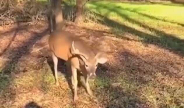 Venado