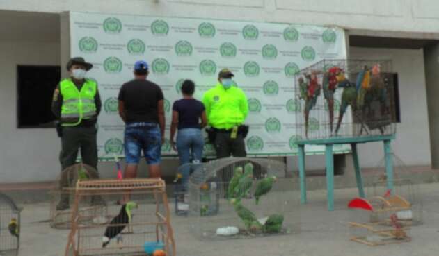 Fueron halladas en una finca en Maicao