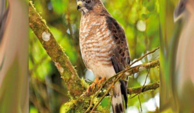 Aguila-Cuaresmera.jpg