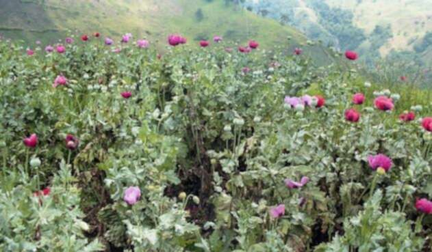 Amapola-Colprensa.jpg