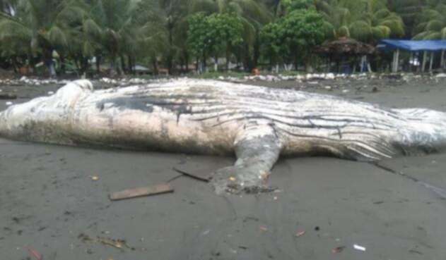 Ballena-muerta.jpg