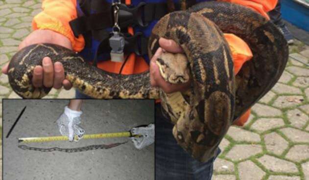 BoaConstrictoryCríaFotoSuminLAFM.jpg