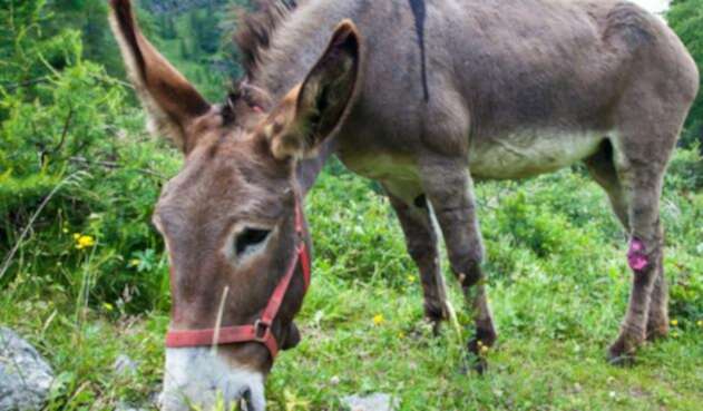 Burro-ingimage1.jpg