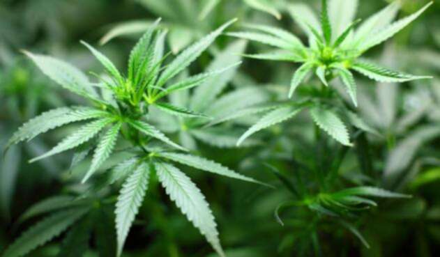 CANNABISPLANTAINGIMAGE1.jpg