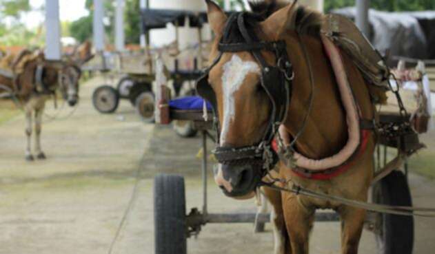 Caballo-Colprensa.jpg