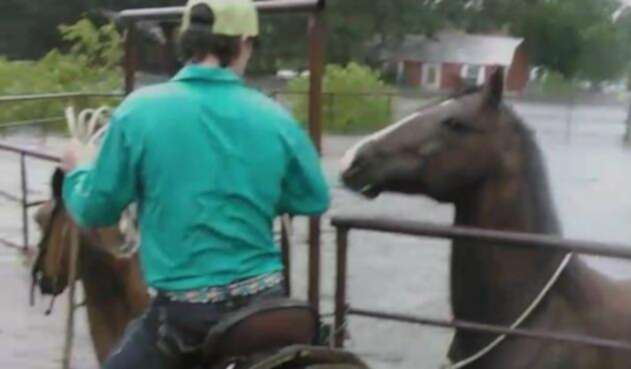 Caballo1.jpg