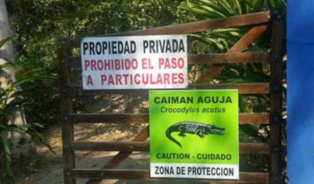 Caiman-aguja-Carteles-en-las-playas-de-Guachaca.jpg