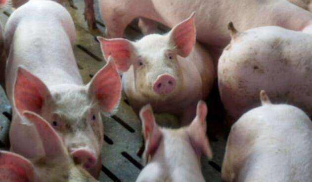 Cerdo-LAFM-AFP.jpg