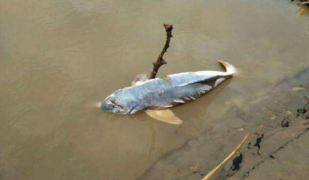 Delfin1.jpg