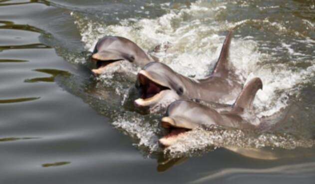 Delfines.jpg
