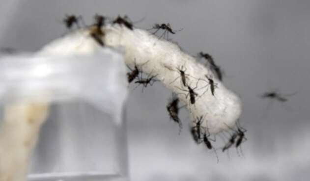 Dengue-AFP.jpg Dengue-AFP.jpg
