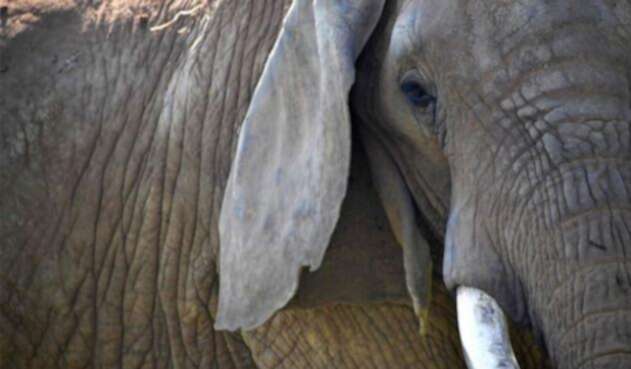Elefante2.jpg