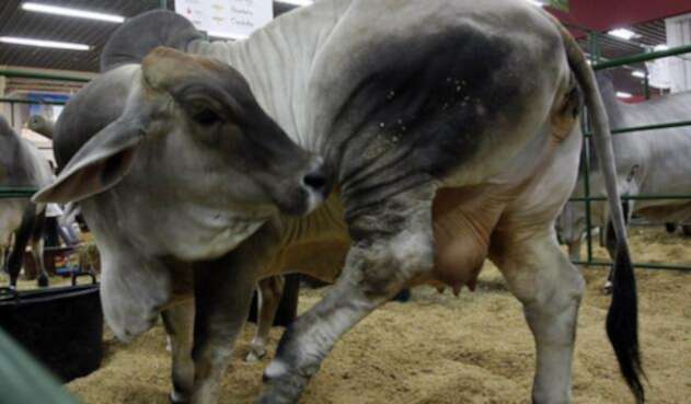 Ganado-Agroexpo-LA-FM-Colprensa.jpg