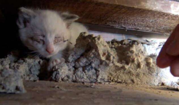 Gato-1.jpg