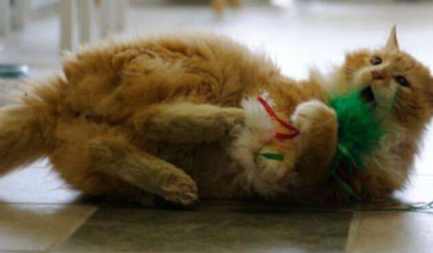 Gato-Facebook.jpg