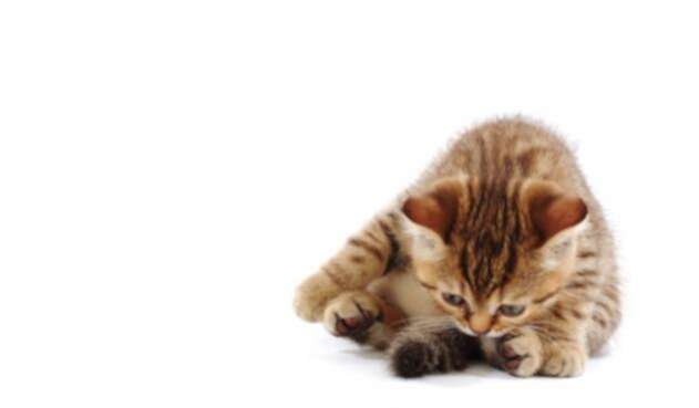 Gato-LA-FM-Ingimage-2.jpg