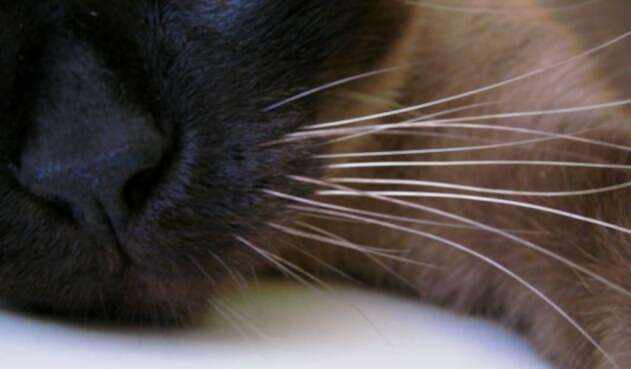 Gato-ingimage.jpg