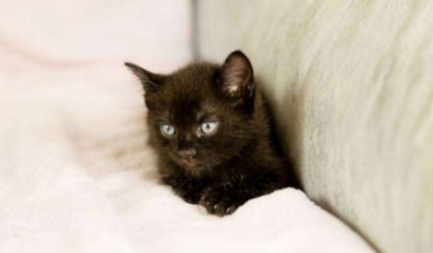 Gato-ingimage1.jpg