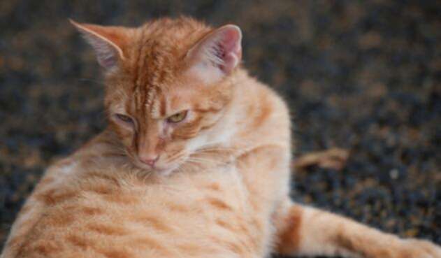 Gatos-Ingimage.jpg