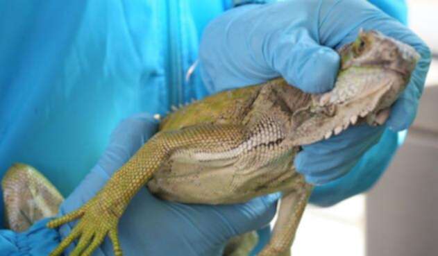 Iguana-LA-FM-Secretaría-de-Ambiente-de-Bogotá.jpg