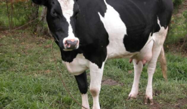 Leche-vaca-colprensa.jpg
