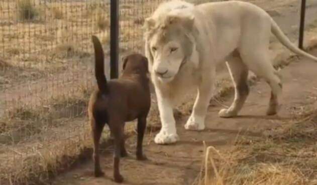 Leon-LA-FM-blackjaguarwhitetiger.jpg