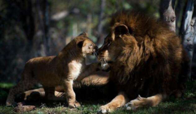 Leones-Uganda.jpg
