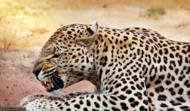 Leopard.jpg