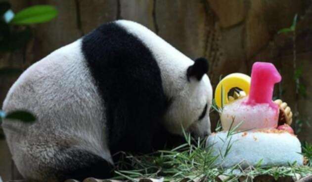 Liang-Liang-AFP.jpg
