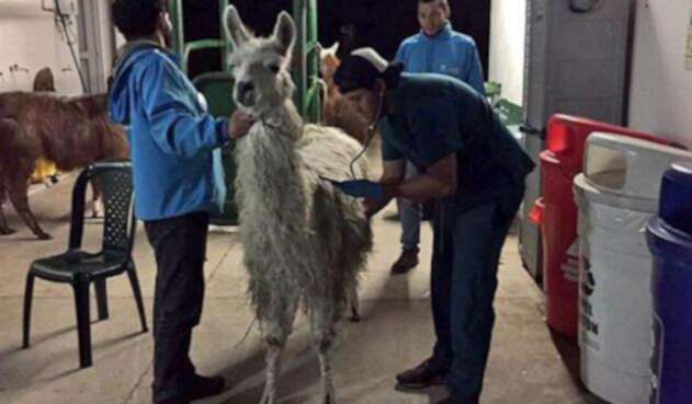 LlamaPrince3.jpg