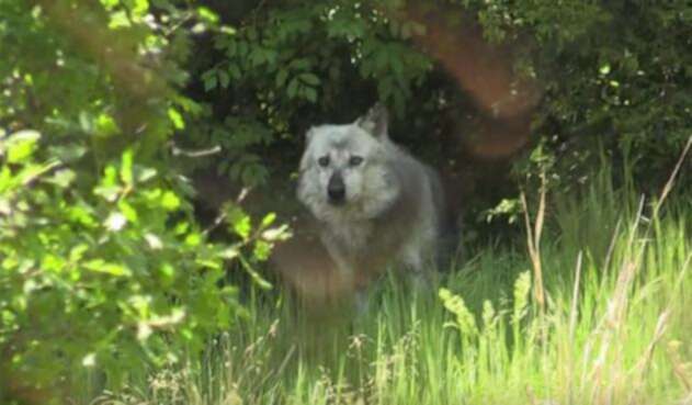 Lobos-y-osos-Grecia.jpg