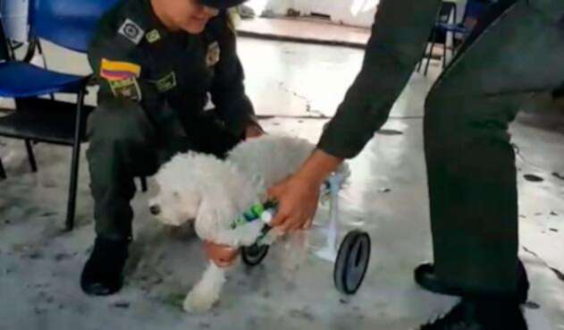 Lupita-perro-policía.jpg