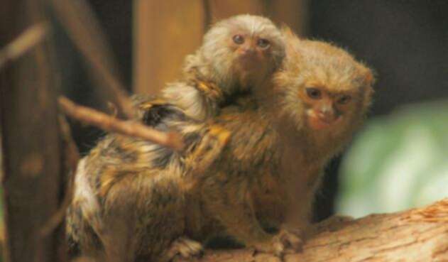 MONOS-ROBADOS.jpg