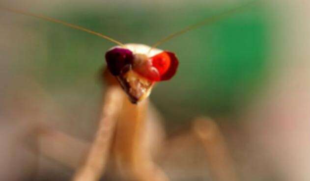 Mantis-religiosa.jpg