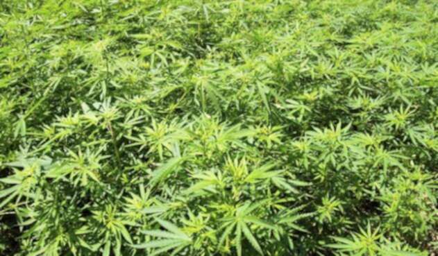 Marihuana-LAFm-Ingimage.jpg